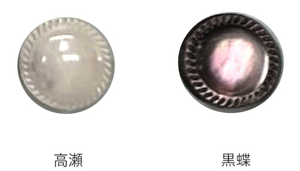 620 Round, Edged Shell Button Tomoi