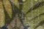 Leaves-Olive Leaves-Olive