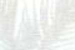 Palmtree-White*Blue Palmtree-White*Blue