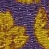 Purple×Yellow Purple×Yellow