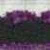 Black X Purple Black X Purple