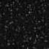Black Black