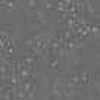 Gray Gray