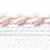 White × Apricot × Honey Cream White × Apricot × Honey Cream