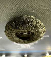 SFN180 Eyelet Cloth Button Sub Photo