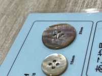 ABL4H 4- Shell Abalone Shell Button DAIYA BUTTON Sub Photo